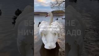Любовь без меры.