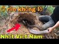 Kinh Hoàng Phát Hiện Ổ Rắn Khổng Lồ Lúc Nhúc | SBATVC