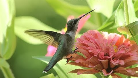 Ruby-throated Hummingbird