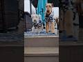 My dogs in raincoats #dogs #puppy #cute