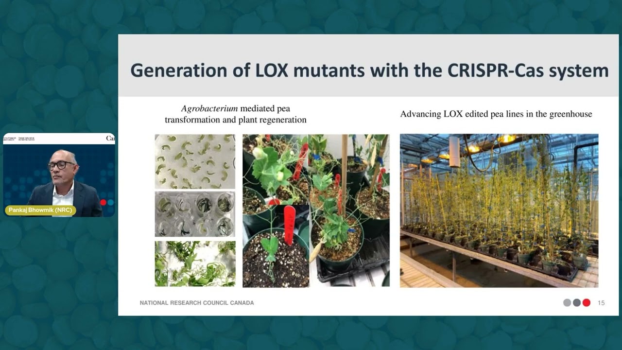 5. Advanced Biotechnology Tools for Addressing Flavour Challenges in Yellow Peas