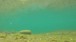 ジャクソン　くろかわ虫　リフト&amp;フォール水中動画