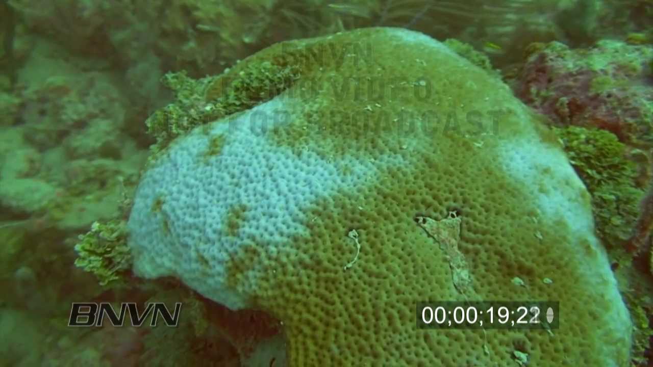 12/11/2009 Stock footage of Coral Bleaching in the Marquesas Keys, Florida.