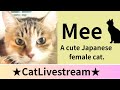 ★CatLive★28【Mee】