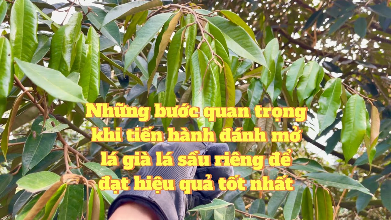 Các bước quan trọng cần làm trong giai đoạn đánh mở lá sầu riêng bà con cần để ý