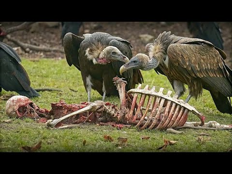 A Bird Believed To Be Extinct Reappeared Scientists Weren T Happy They Were TERRIFIED