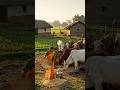 गाँव की सादगी और पशुओं से प्यार#VillageLife #WomanFarmer #CowFeeding #RuralIndia #TrendingReels