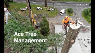 Mountain Ash Tree Removal Part 1