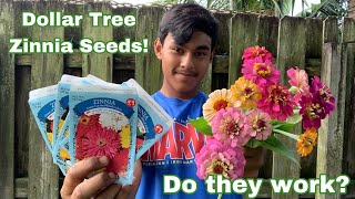 Dollar Tree Zinnia Seeds!🌸 Do they work?🤔 S:1,Ep.72//Ultimate Gardening