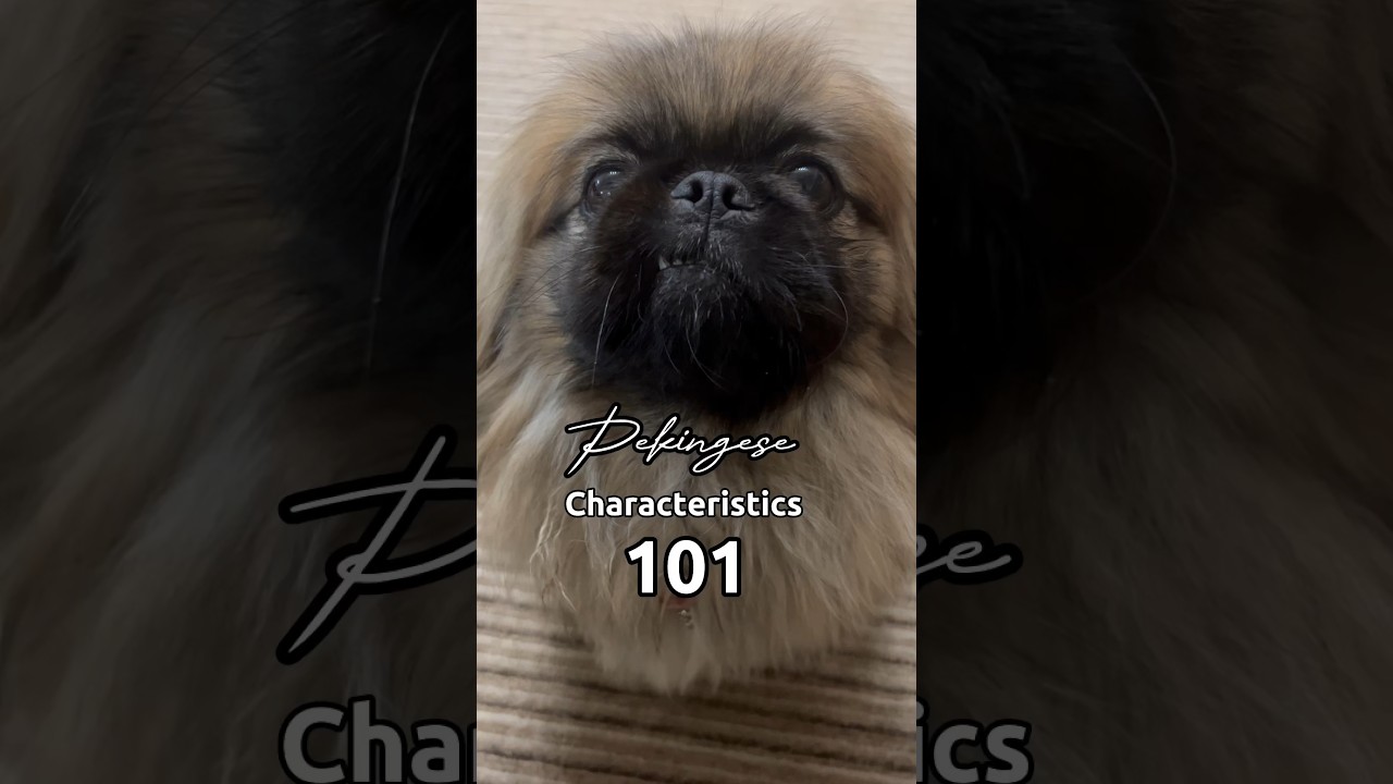 If you’re looking for the perfect summary of a Pekingese… here it is! 