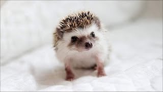 Qué Pasa Con Los Erizos Mini Doental