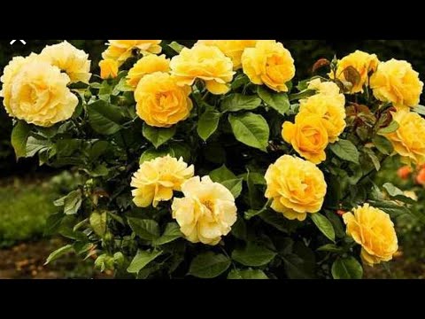 Vídeo: Por que minhas rosas vermelhas estão ficando rosa?