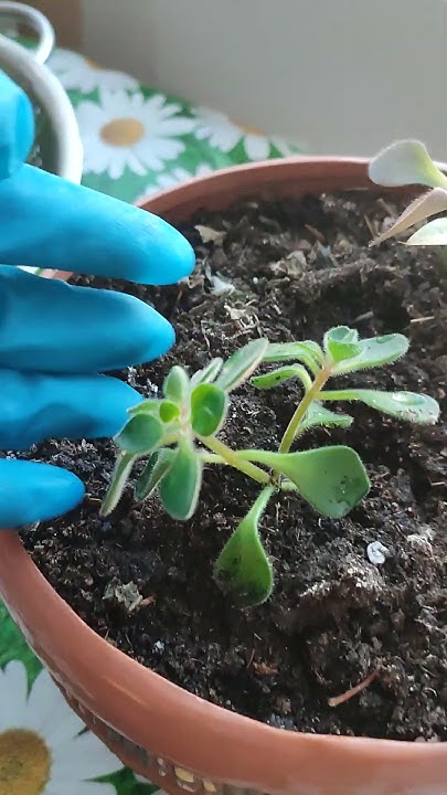 Каланхоэ или живое дерево? Или и то и другое). - YouTube