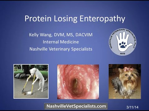 Protein Losing Enteropathy in Veterinary Medicine