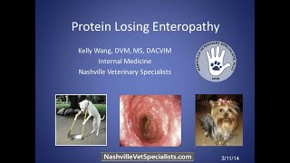 Protein Losing Enteropathy in Veterinary Medicine