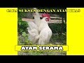 AYAM SERAMA Asli Yang berkokok unik | Inspirasi usaha ayam hias