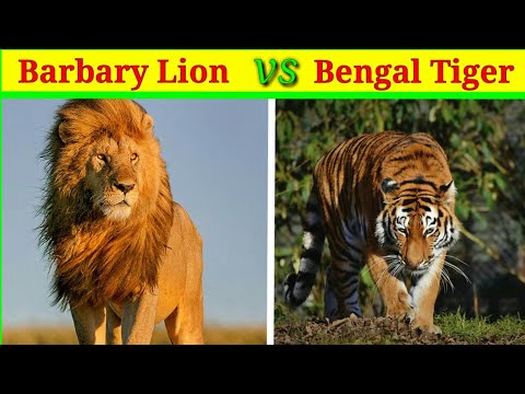 Barbary lion vs Bengal tiger किसकी होगी जीत? / lion vs tiger fight / in