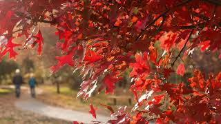 Eric Clapton -Autumn Leaves
