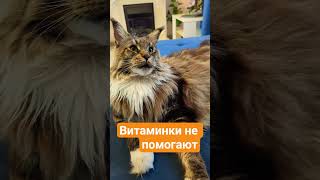 Настроение-ноль🙀#кот #cat #котики #видосыоткота #юмор #озвучка #прикол
