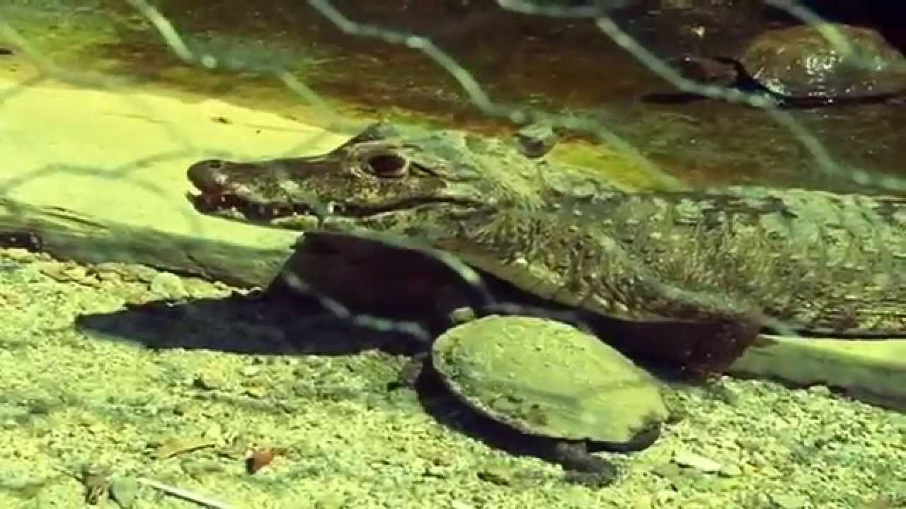 El Cuidador de Reptiles - Código 21