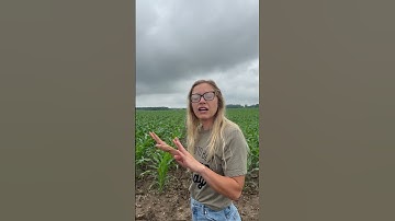 My Corn test plot #corn #testplot #farmwithzoe