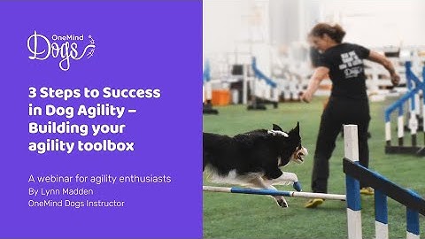 FREE Webinar: 3 steps to success in dog agility - Building your agility toolbox