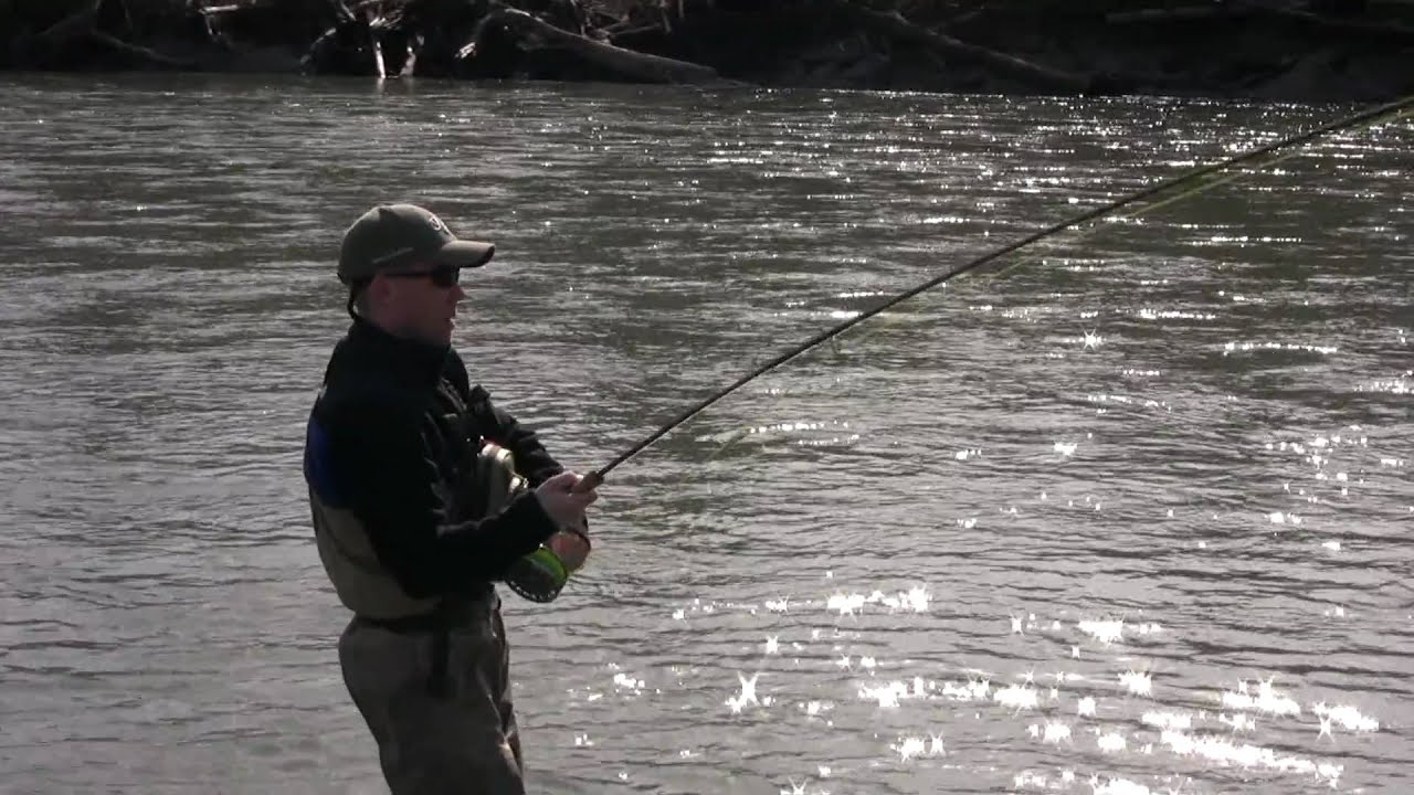 Huge Steelhead Pics and Video - YouTube