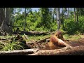 view Orphan Orangutans Enjoy a Flood-Fed Pool digital asset number 1