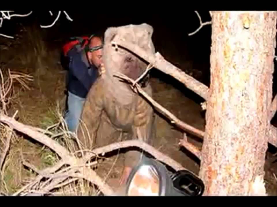 The Shorts - Bring Me The Skinned And Mutilated Corpse of Bear Grylls