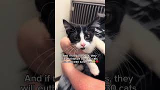 Any help makes a difference, link in bio ❤️ #cat #shelter #pets #animals #community