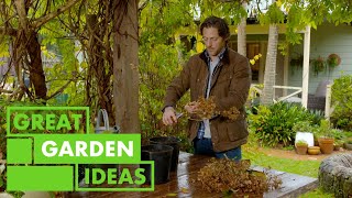 How to Grow Hydrangeas | GARDEN | Great Home Ideas