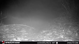 Coyote Sniffing Camera