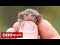 Tiny possum species found alive after bushfires - BBC News