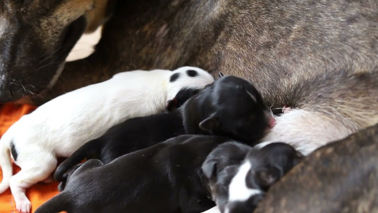 Mother Dog Feeding Her Newborn Puppies ️ Adorable Puppies’ First Meal🐾 ...