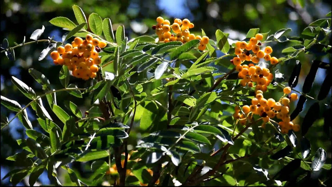 Mountain Ash YouTube