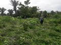 Plantação de mandioca