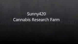 Sunny420  Cannabis Research Farm 2018