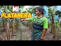 Sembré 100 plantas de PLÁTANOS en mi finca - JuaneS