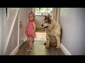 Adorable Baby Feeds Her Giant Best Friend!! (Cutest Ever!!)