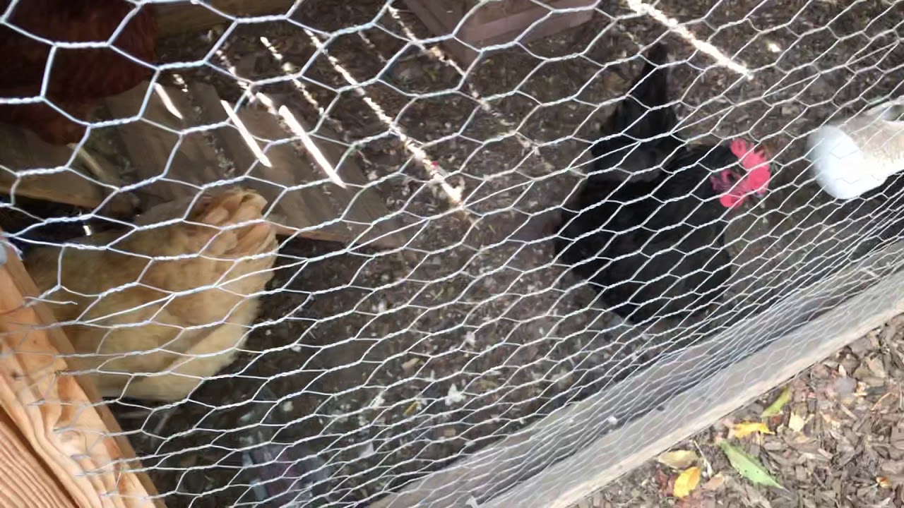 Easy low maintenance chicken coop set up YouTube