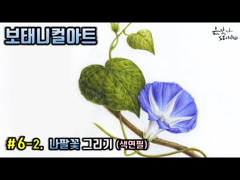 [Flower Draw/Botanical Art] #6-2. Morning glory Colored Pencil Drawing (Flower Drawing Lesson)