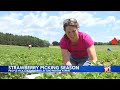Gro-Moore Farms in Rochester kicks off strawberry picking season