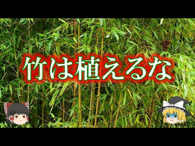 竹を庭に植えてはいけない理由 ゆっくり解説 Youtube