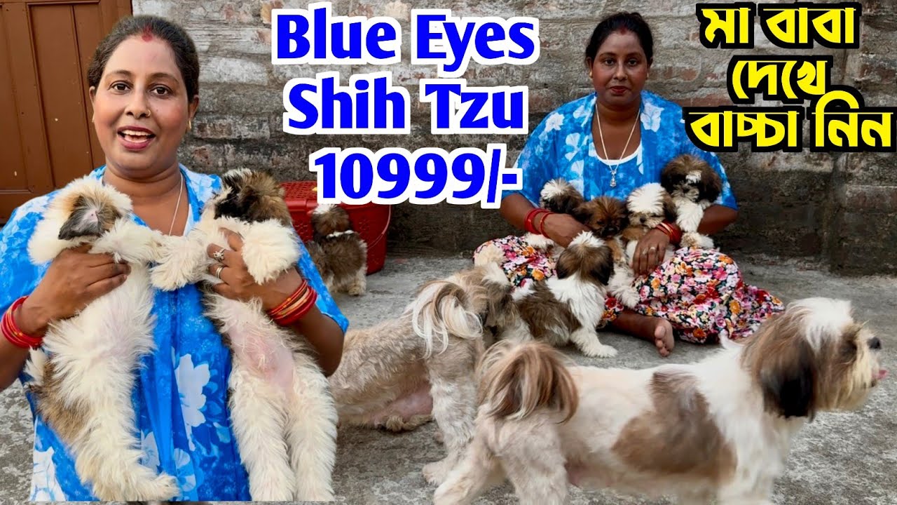 10999 টাকায় Blue Eyes Shih Tzu. Home Breed Shih Tzu Puppies. Dog Market in Kolkata.