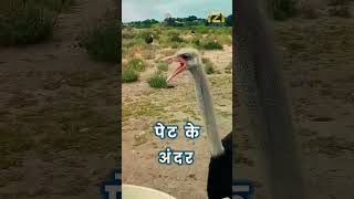 Ostrich पत्थर क्यों खाते है? Why Ostrich eat stones?- Izifacts