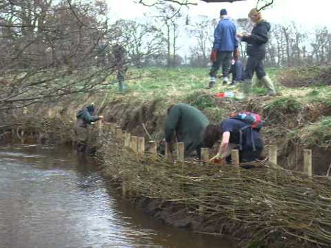 Willow Spiling on the River Laver - YouTube