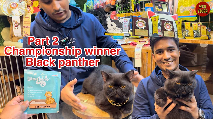 Watch the video about Ziya Persian part 2 black panther #blackpanther #cat #jogeshwari