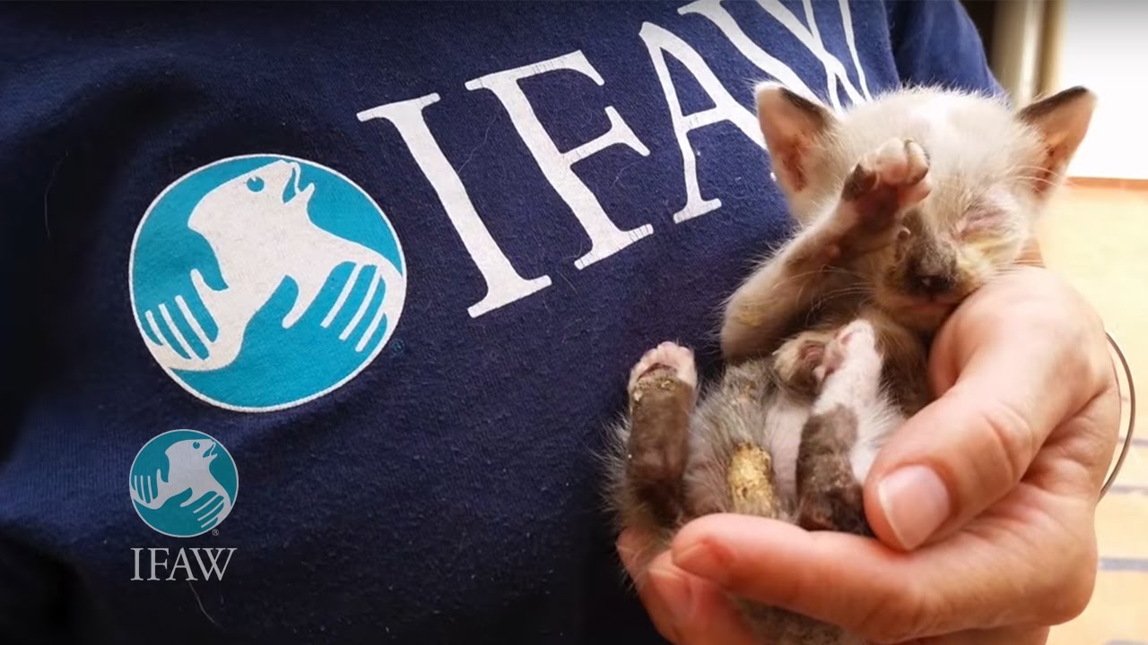 animal welfare act of 1998 tagalog Wendy & Her Beloved Kittens