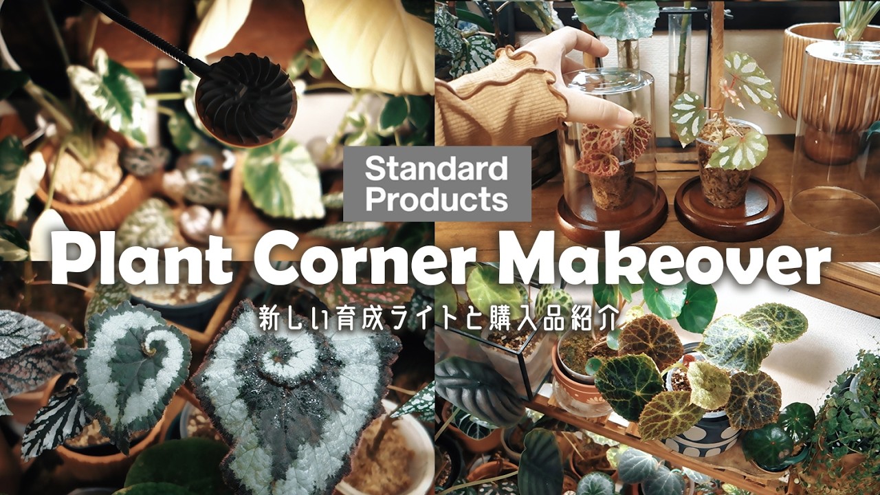 観葉植物】暗い部屋に育成ライトを増やす丨 DAISO系列Standard