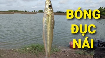 Câu cá bóng đục nái ở Lý Nhơn, Cần Giờ || Câu cá thiên nhiên